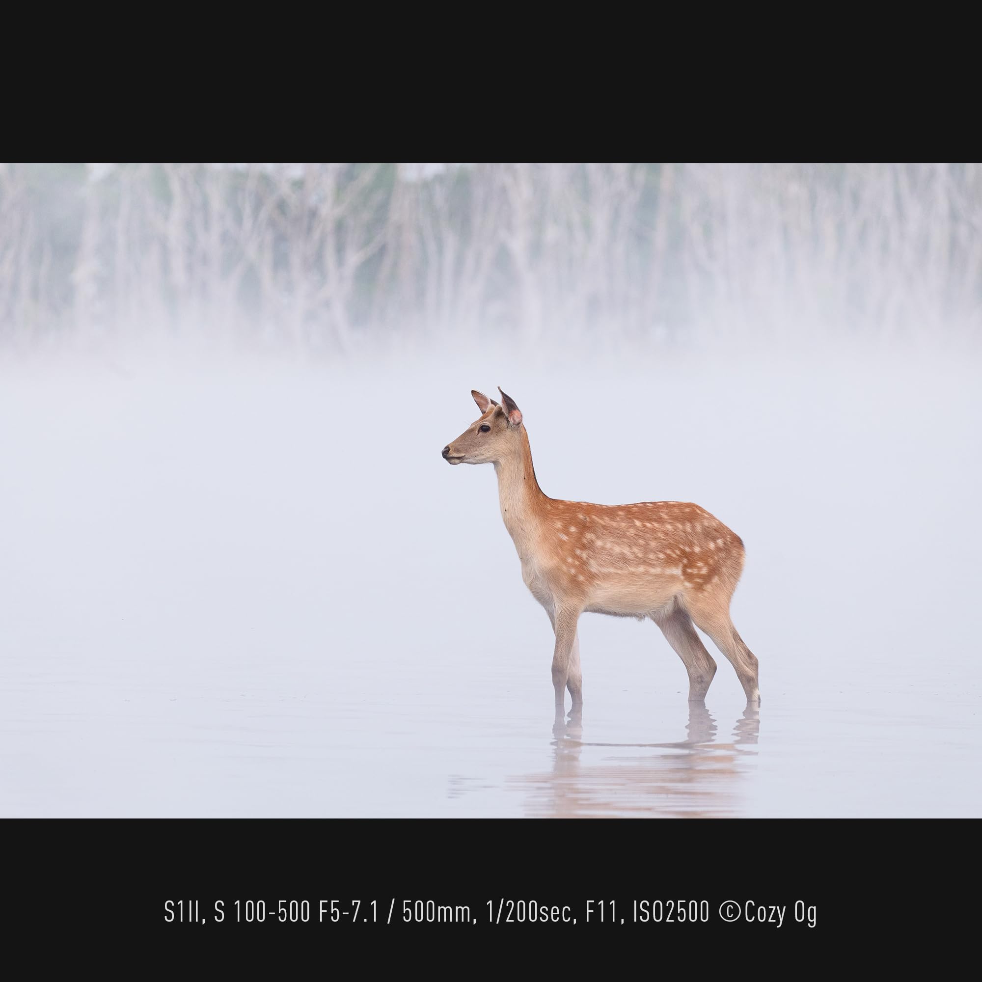 panasonic-lumix-s-r100500e-100-500-mm-f5-7-1-o-i-s-l-mount-teleobiettivo-zoom-fu image 2